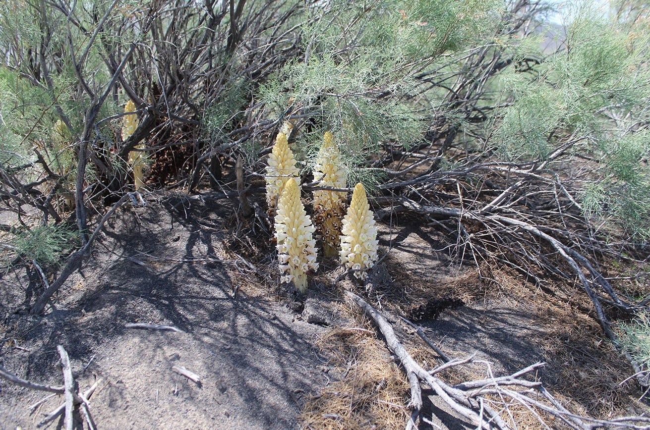 Image of Cistanche mongolica specimen.