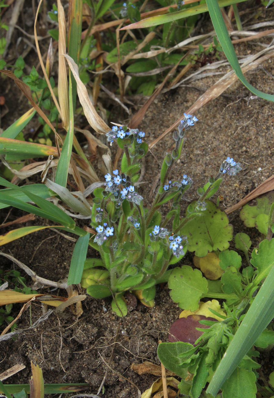 Изображение особи Myosotis micrantha.