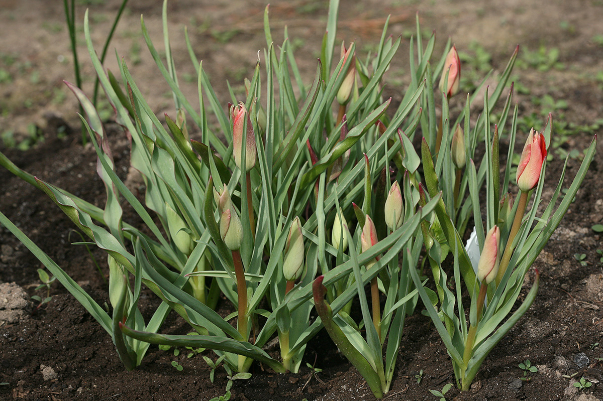 Изображение особи Tulipa linifolia.