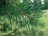 Pinus sylvestris