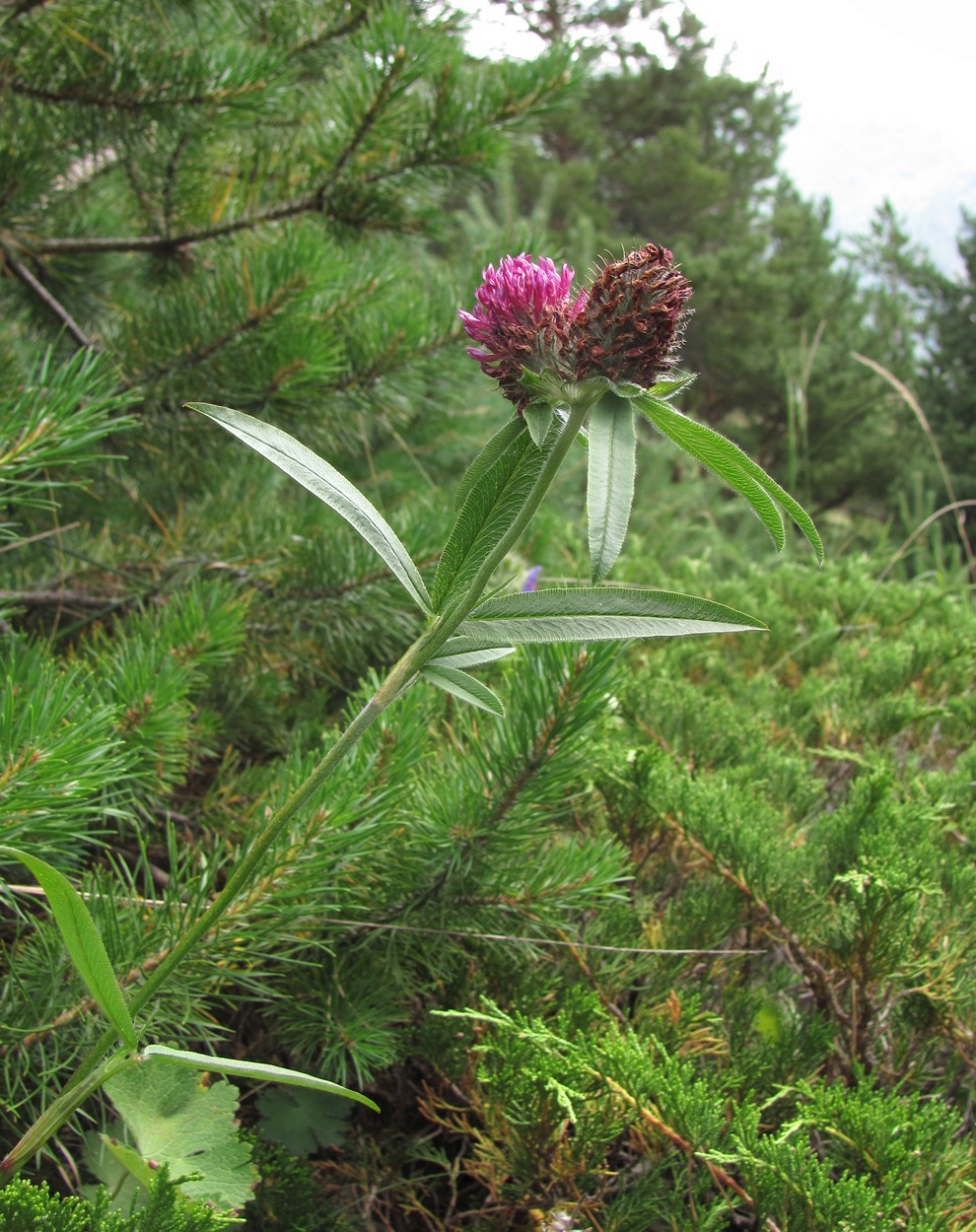 Image of Trifolium alpestre specimen.