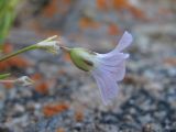 Gypsophila tenuifolia