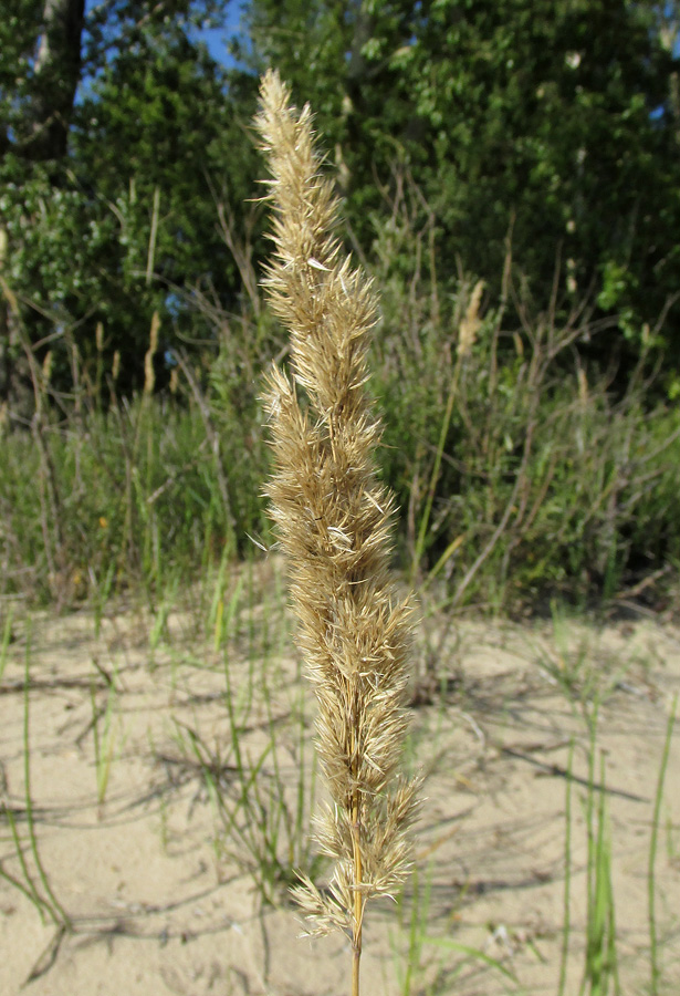 Image of Calamagrostis epigeios specimen.