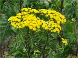 Tanacetum vulgare. Верхушка растения с соцветиями. Украина, Ивано-Франковская обл., Болеховский горсовет, Козакивский сельсовет, окр. с. Козакивка, ур. Бассарабка, возле дороги. 20.08.2017.