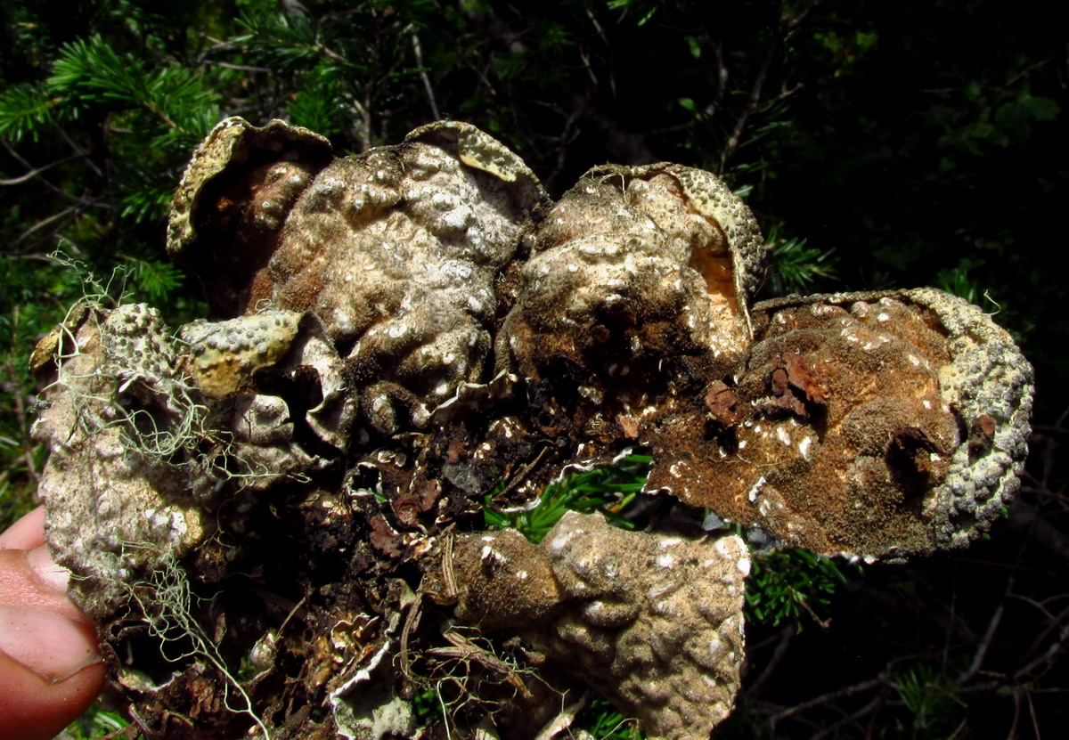 Image of Lobaria jenisseensis specimen.