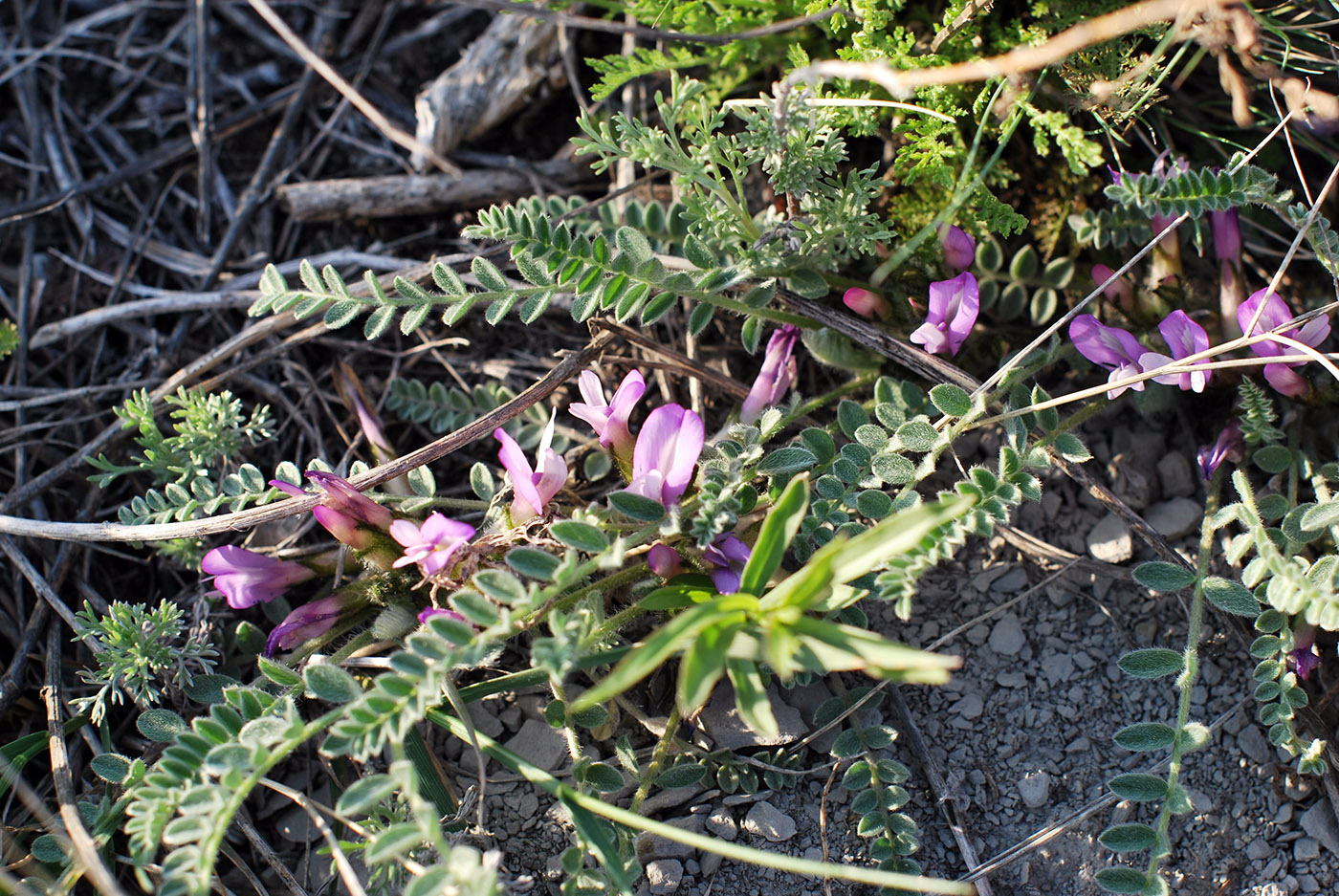 Изображение особи Astragalus testiculatus.