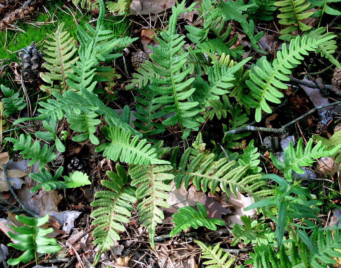 Изображение особи Polypodium vulgare.