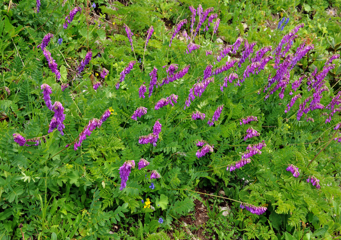 Изображение особи Hedysarum caucasicum.