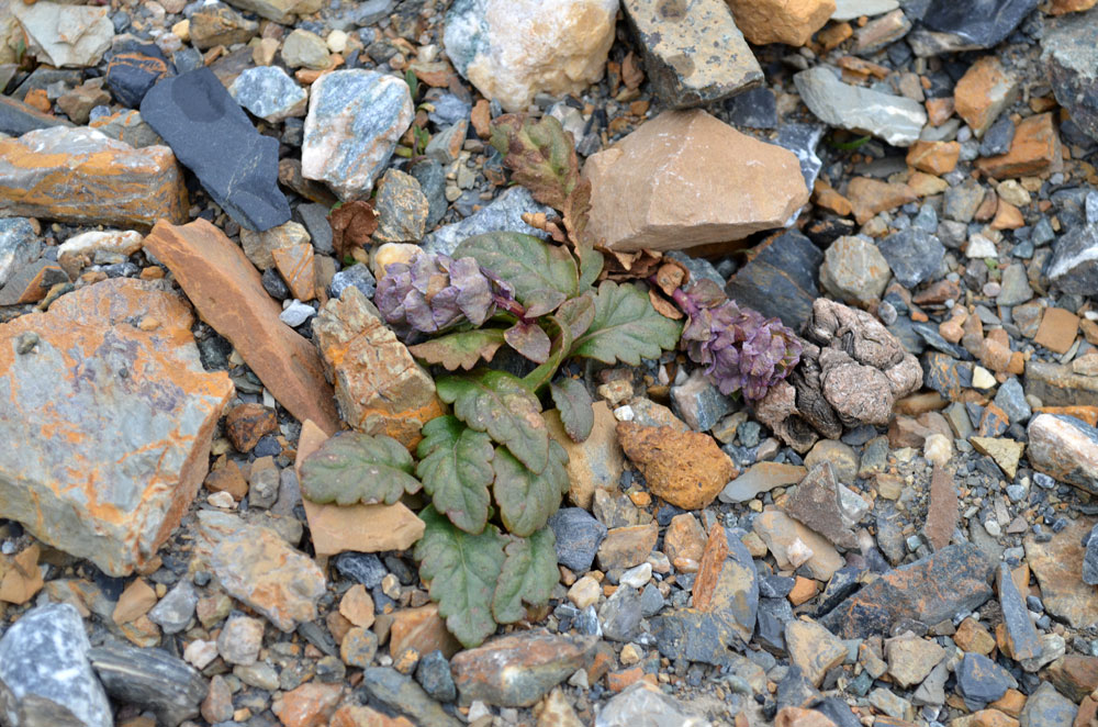 Изображение особи Lagotis decumbens.