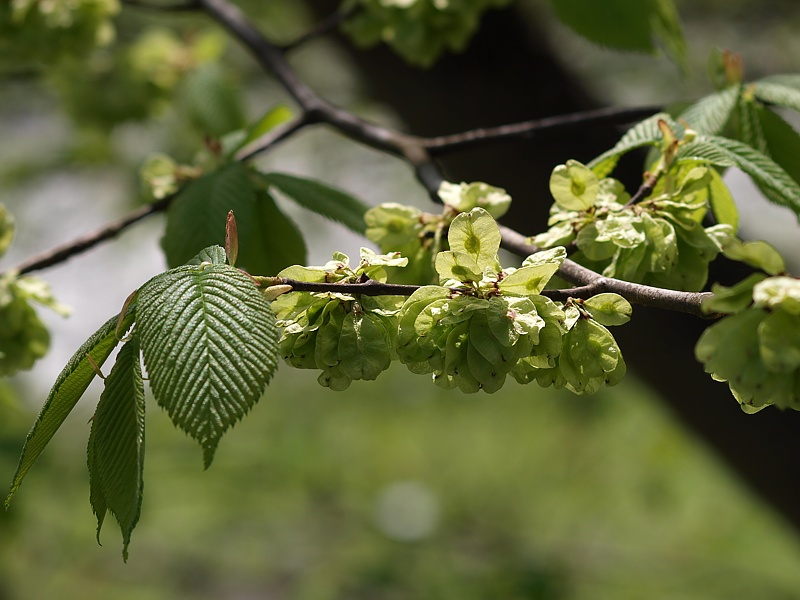 Изображение особи Ulmus glabra.