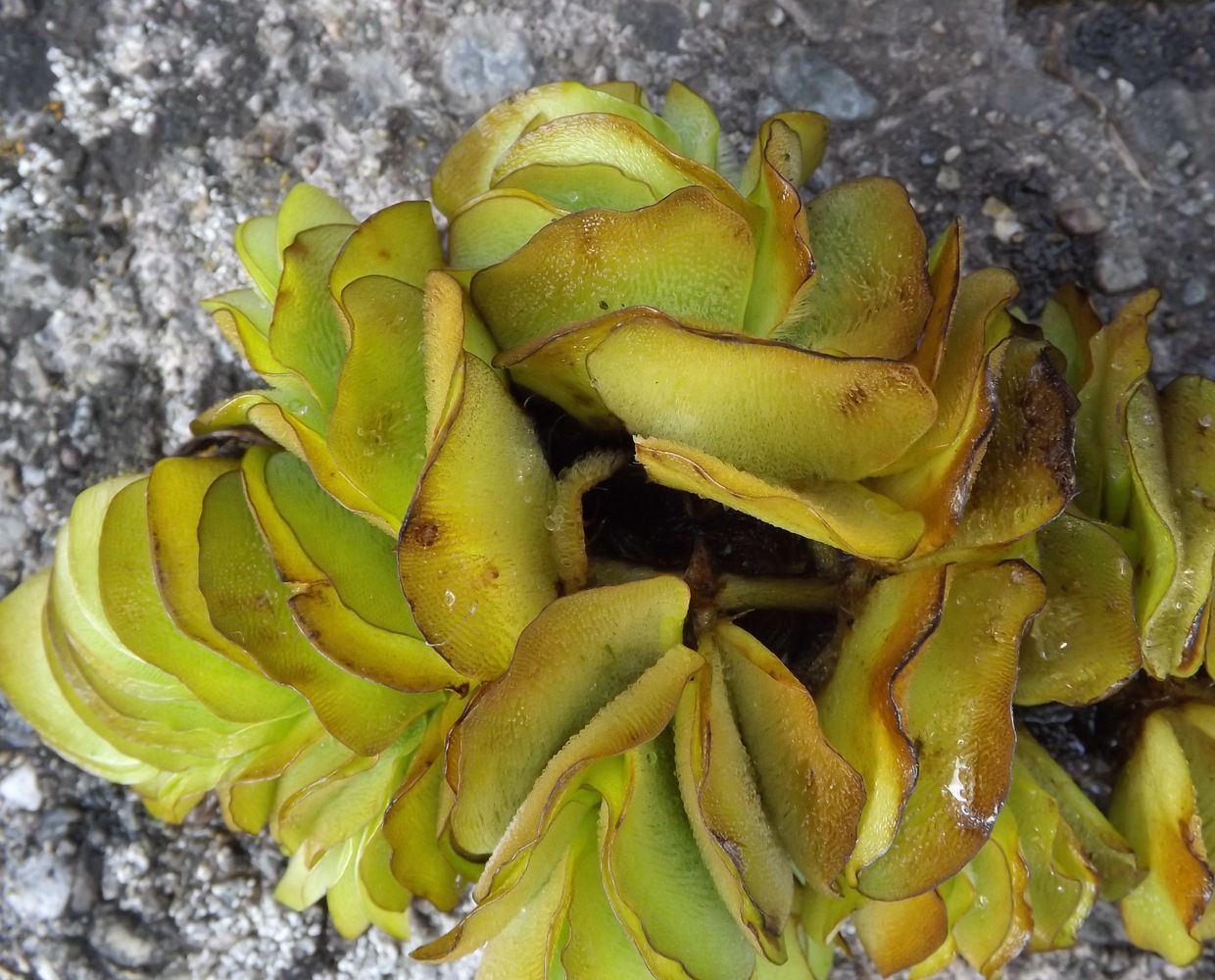 Image of Salvinia molesta specimen.