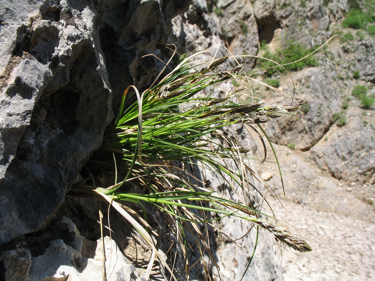 Image of Carex litwinovii specimen.