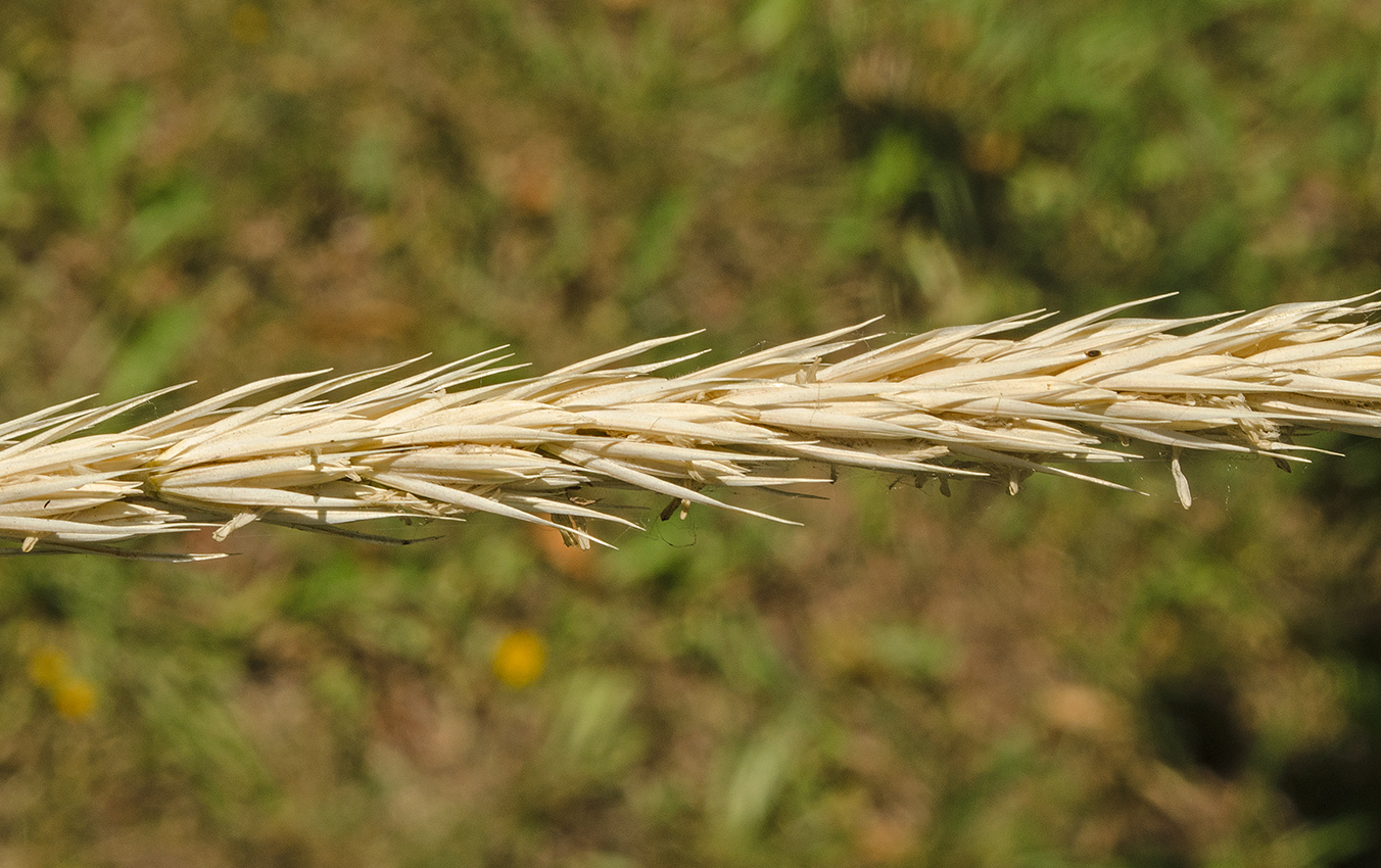 Image of genus Leymus specimen.