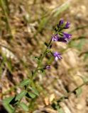 Campanula bononiensis. Соцветие. Крым, Белогорский р-н, возле Топловского монастыря, лиственный лес, рядом с дорогой к источникам. 11.08.2018.