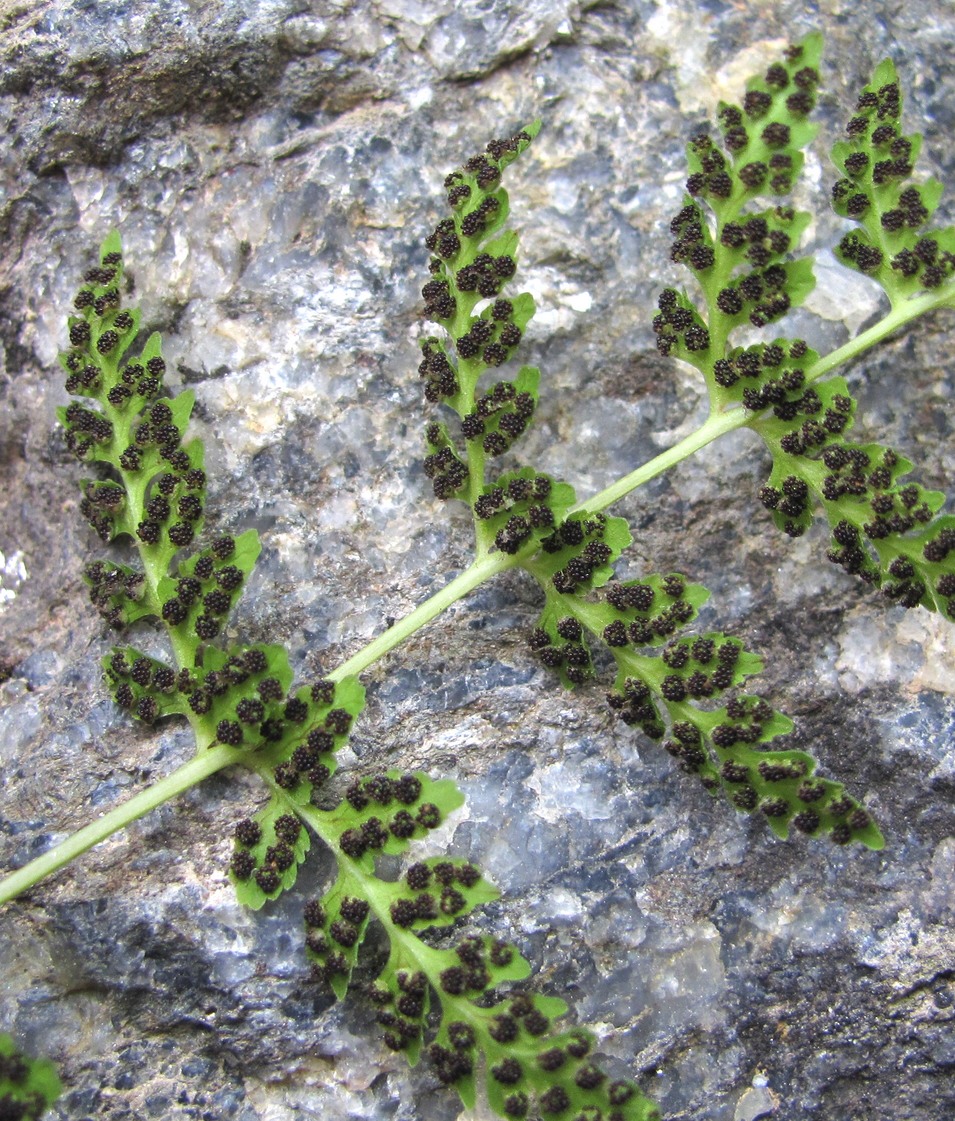 Image of genus Cystopteris specimen.