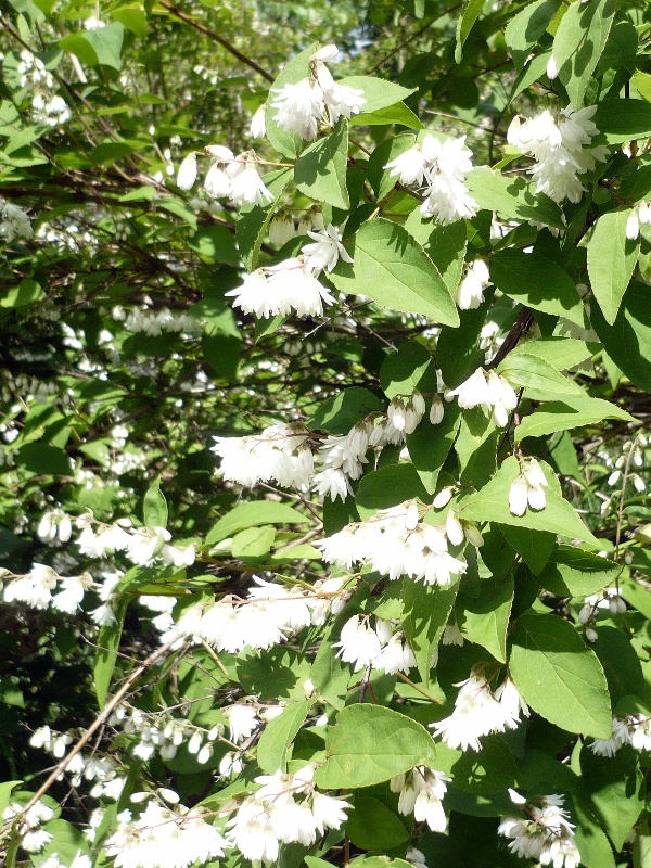 Image of genus Deutzia specimen.