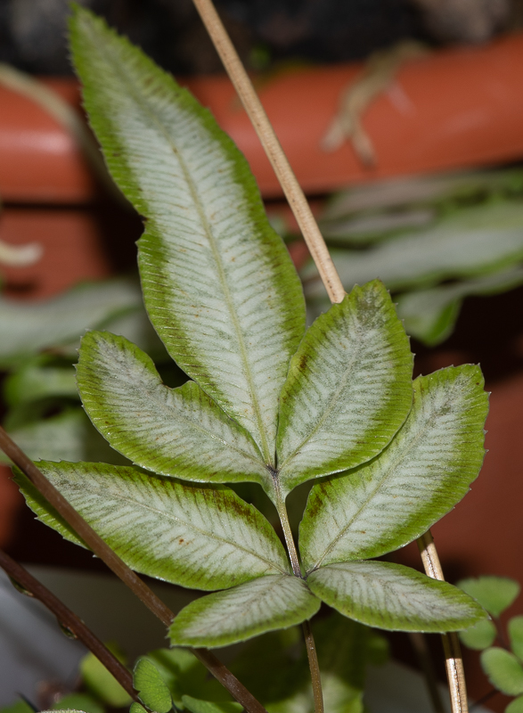 Изображение особи Pteris cretica.