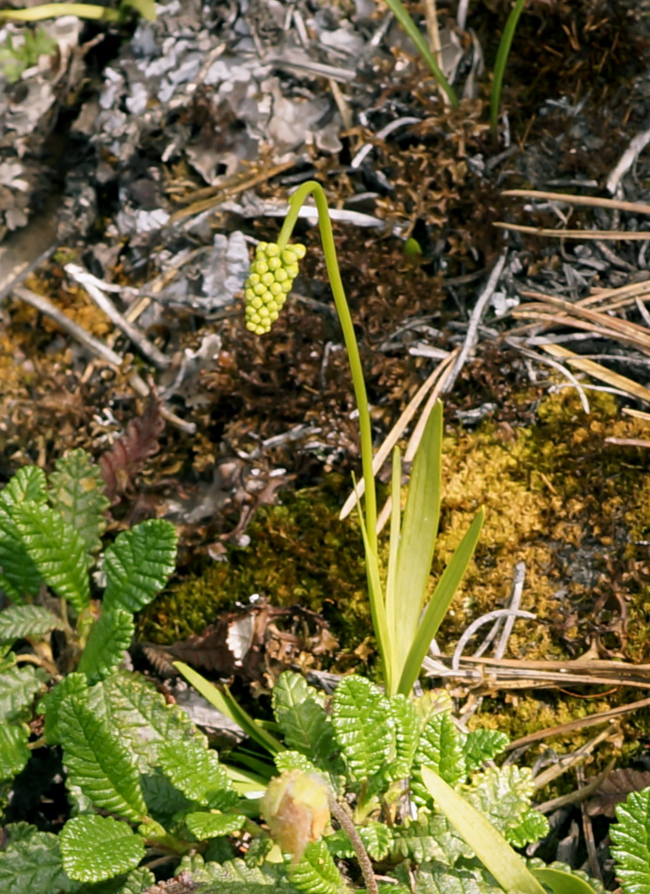 Image of Tofieldia cernua specimen.