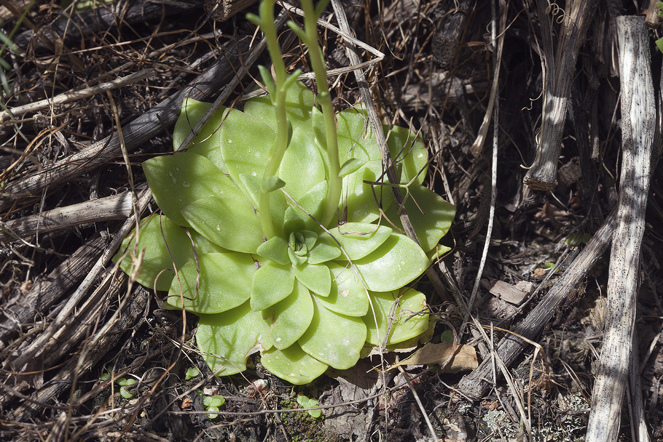 Image of Rosularia glabra specimen.