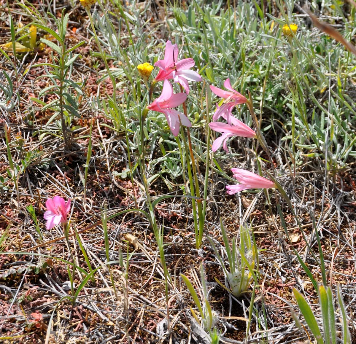 Изображение особи Gladiolus triphyllus.