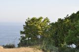 Berberis amurensis. Цветущее растение. Приморье, о. Шкота, ясеневое редколесье, скалистый берег моря. 26.05.2019.