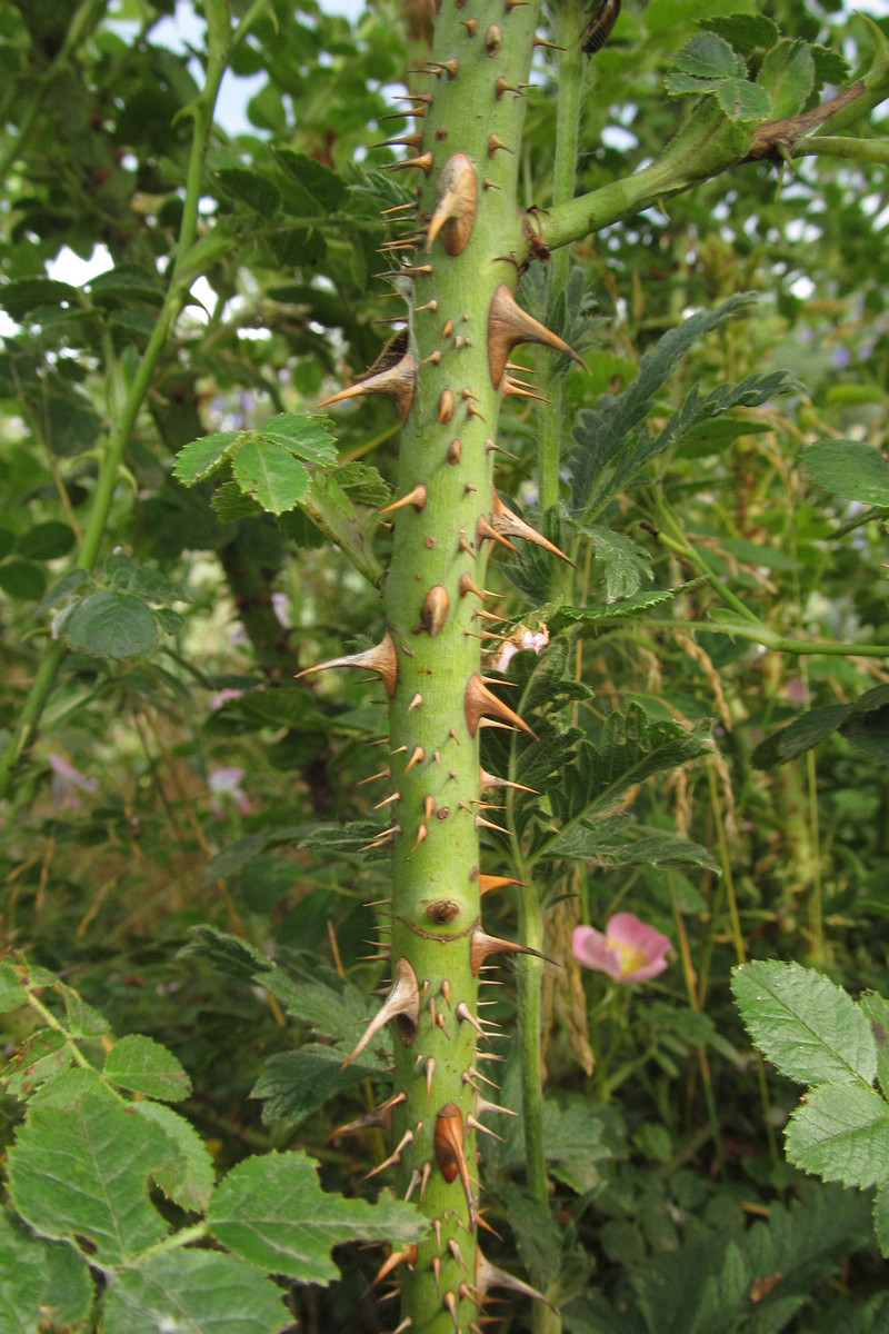 Изображение особи Rosa rubiginosa.