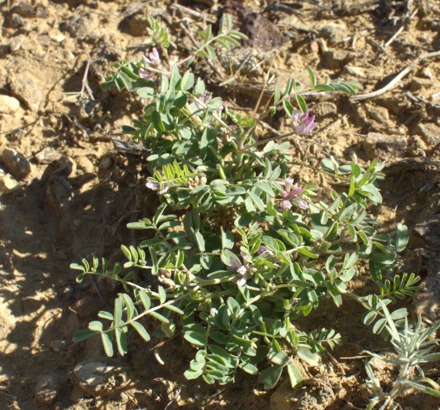 Image of Astragalus psiloglottis specimen.