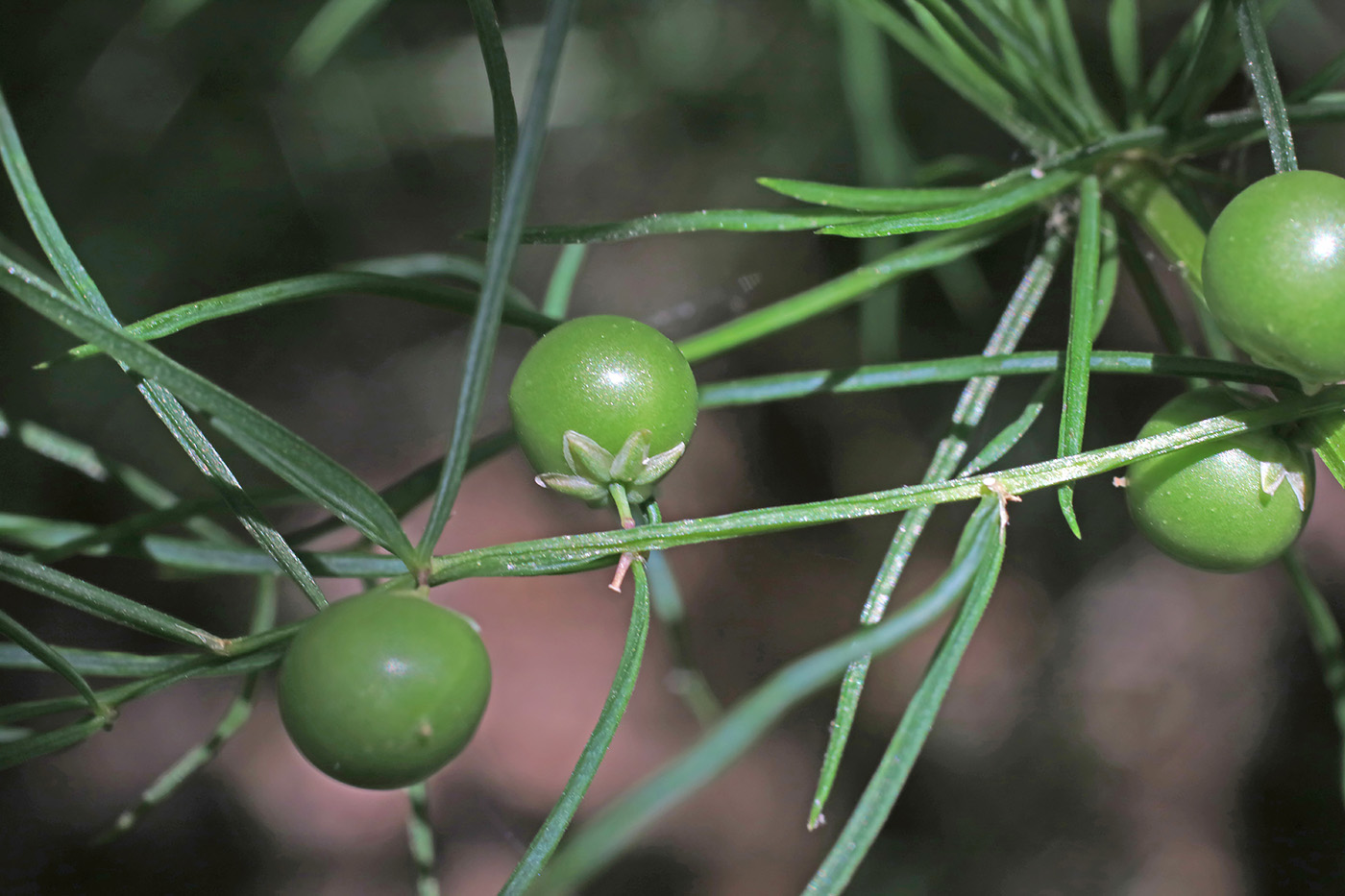 Image of Asparagus verticillatus specimen.