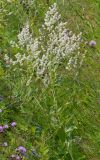 Lepidium latifolium. Цветущее растение. Санкт-Петербург, Кировский р-н, Канонерский остров, у обочины дороги. 11.07.2019.