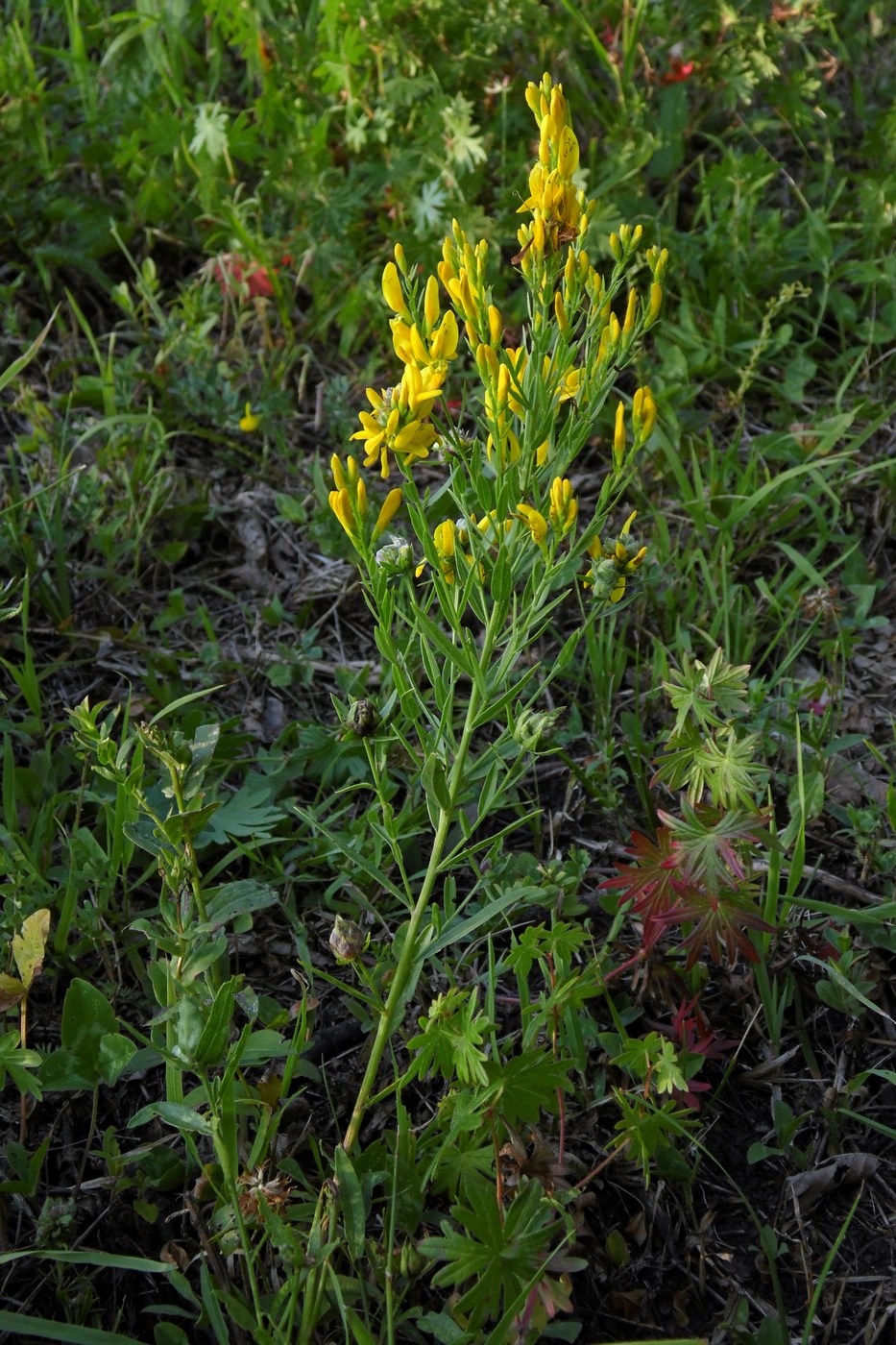 Image of Genista patula specimen.