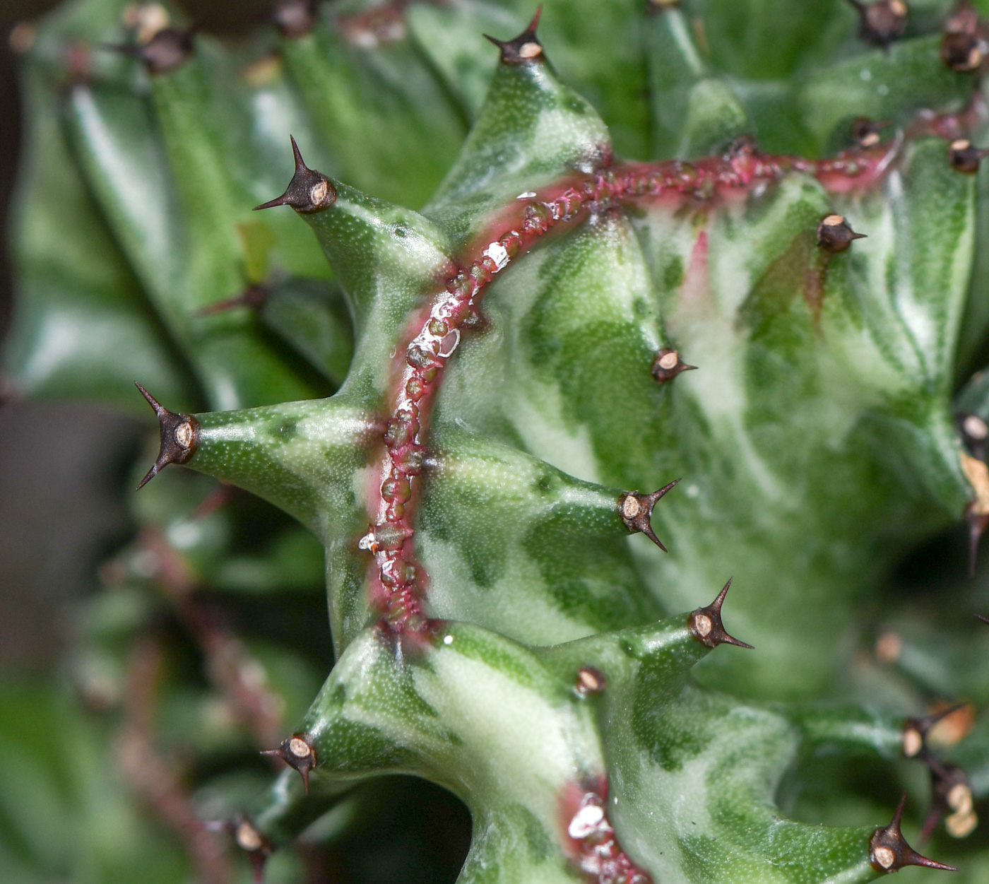 Image of Euphorbia lactea specimen.