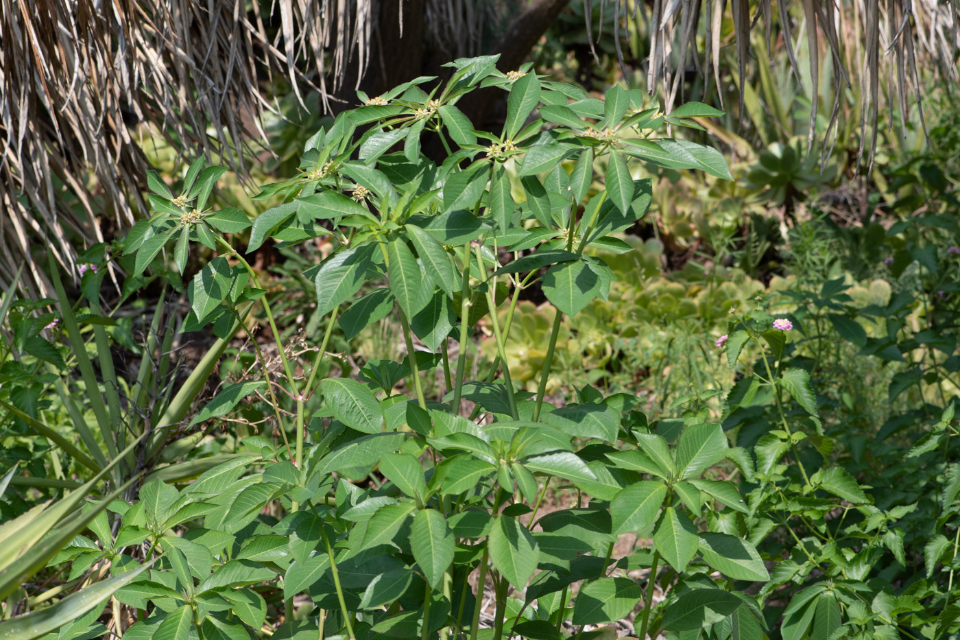 Image of Euphorbia heterophylla specimen.