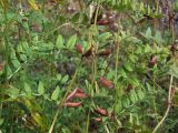 Vicia sepium