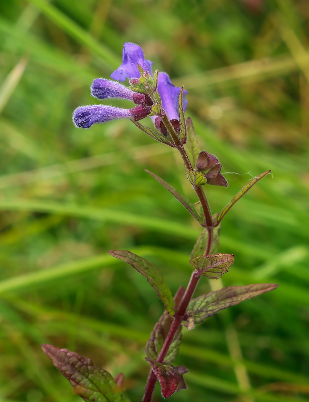 Изображение особи Scutellaria galericulata.