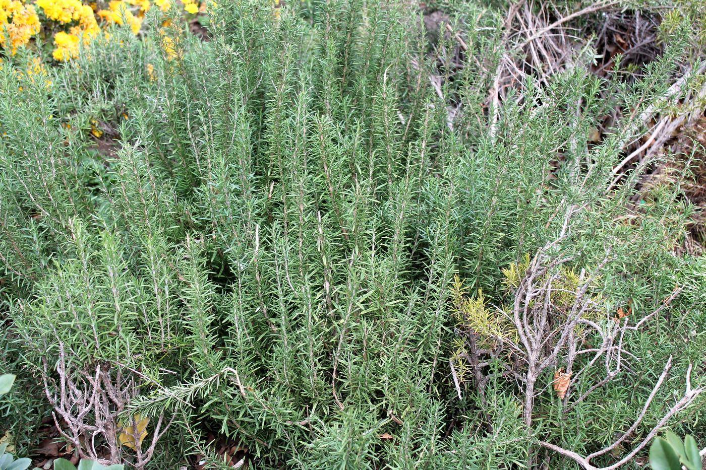 Image of Rosmarinus officinalis specimen.