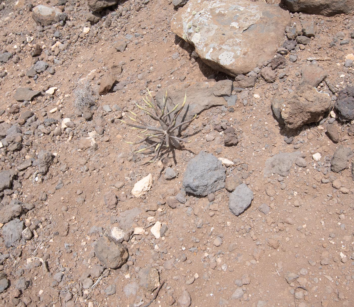 Image of Euphorbia regis-jubae specimen.