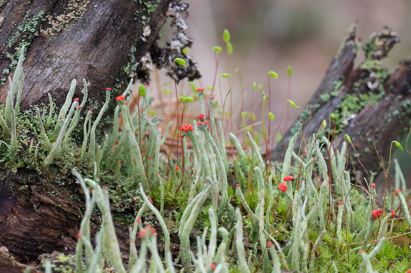 Изображение особи Cladonia macilenta.