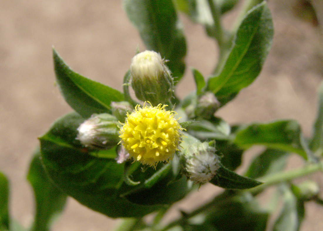 Image of Erigeron khorassanicus specimen.