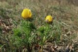 Adonis vernalis