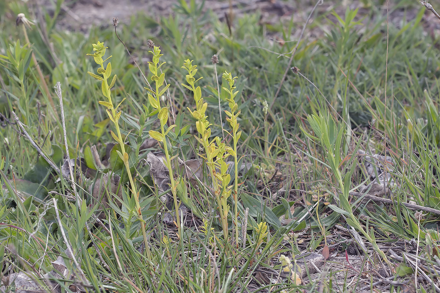 Изображение особи Euphorbia virgata.