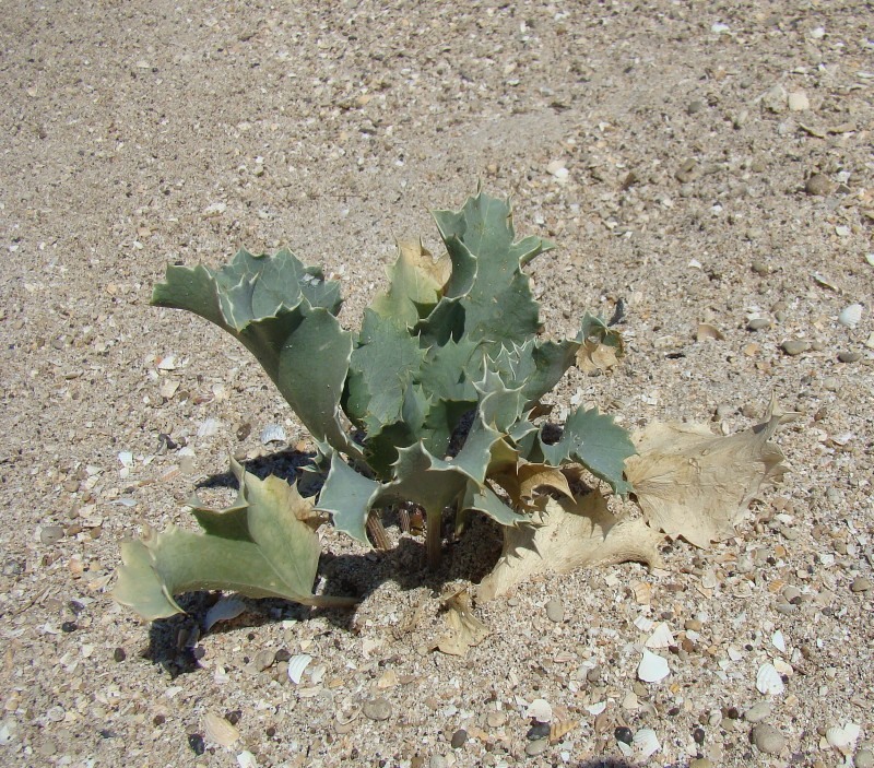 Image of Eryngium maritimum specimen.