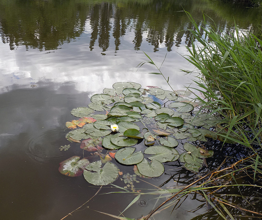 Изображение особи Nymphaea candida.