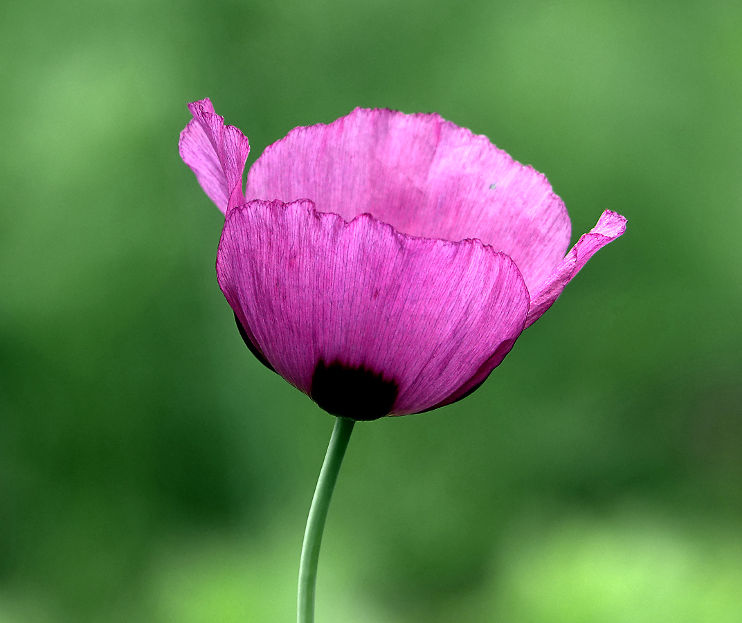 Image of Papaver somniferum specimen.