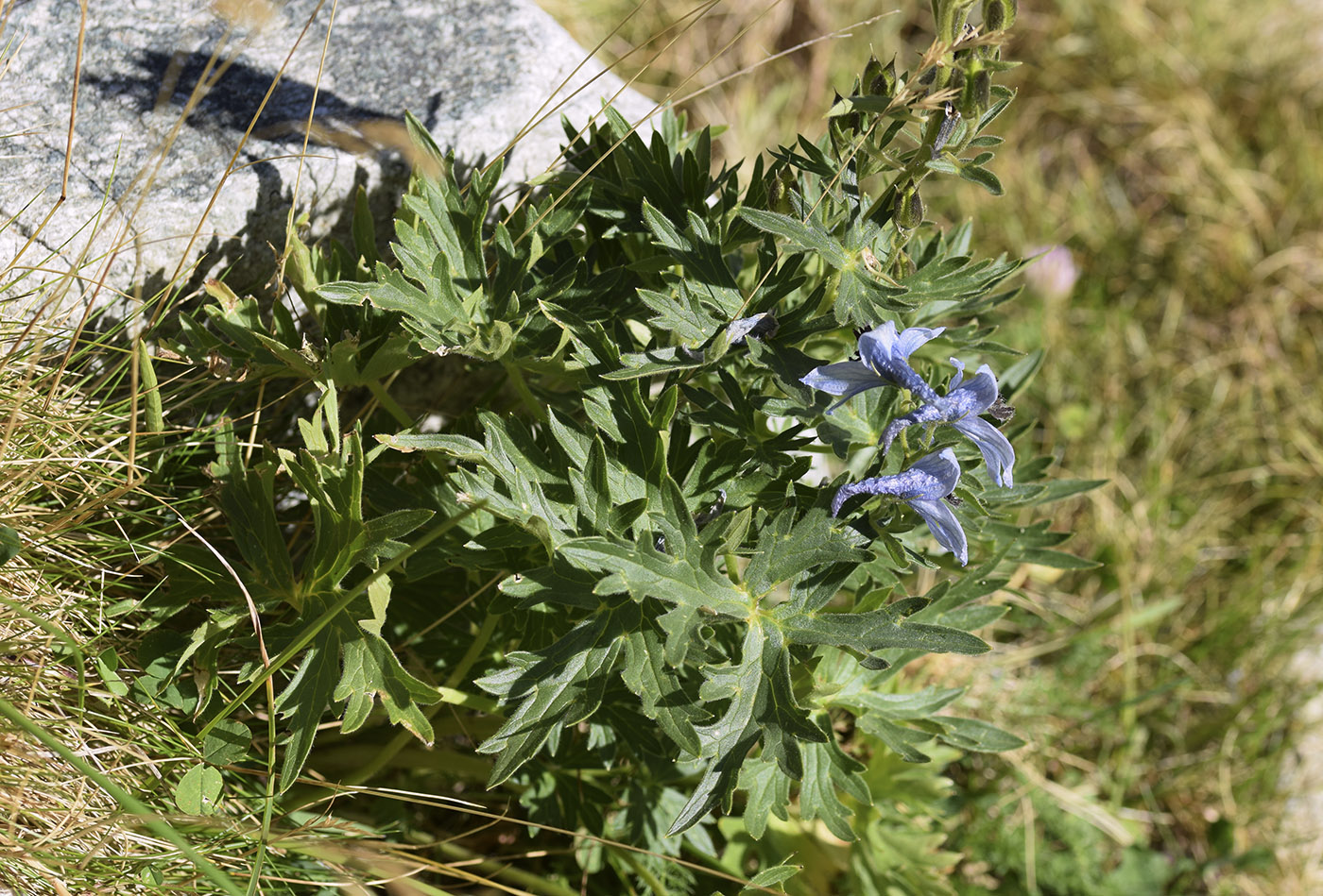 Image of Delphinium montanum specimen.