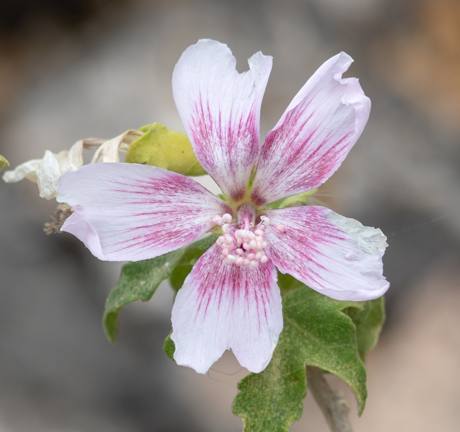 Изображение особи Malva acerifolia.