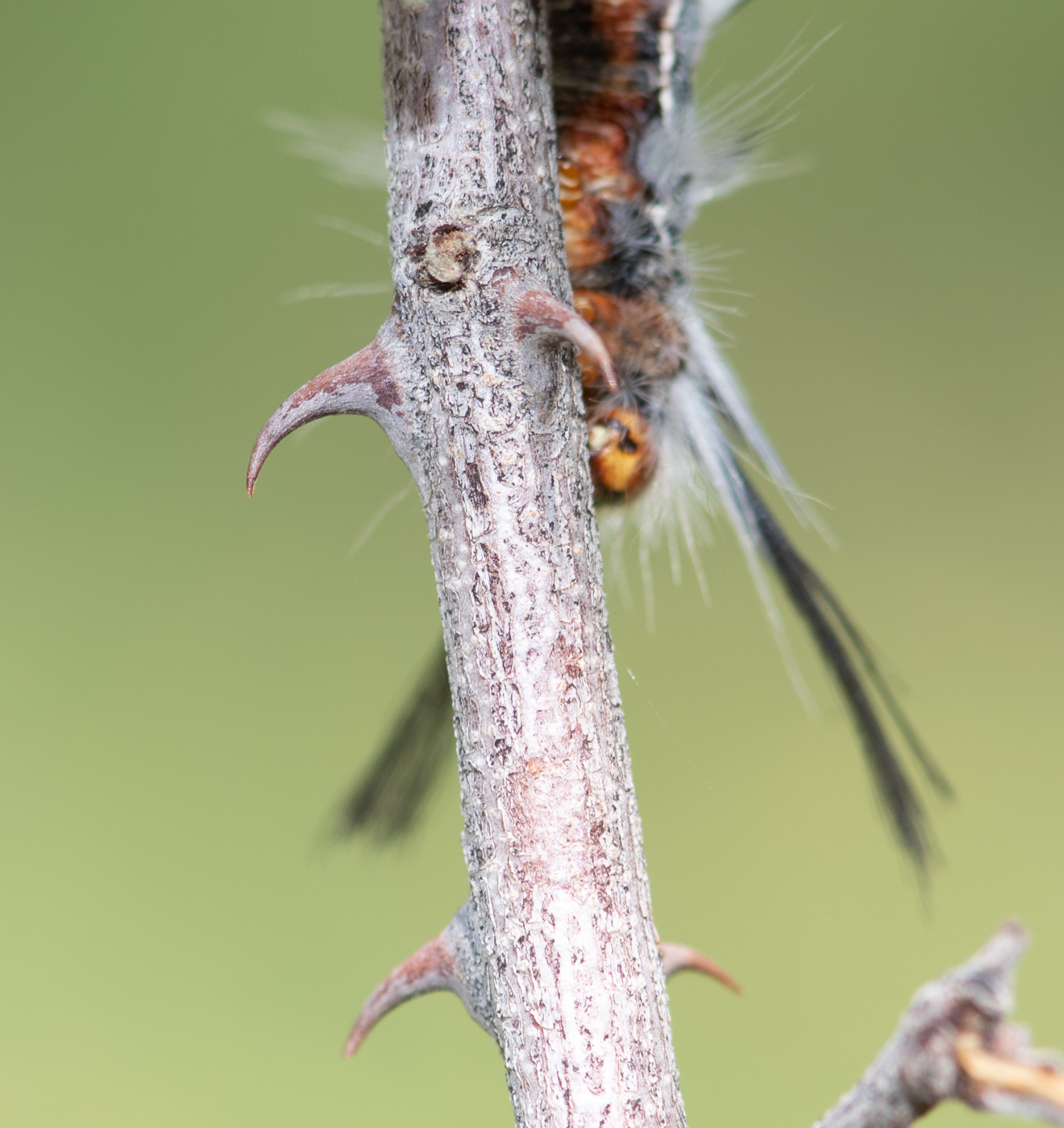 Image of Senegalia fleckii specimen.