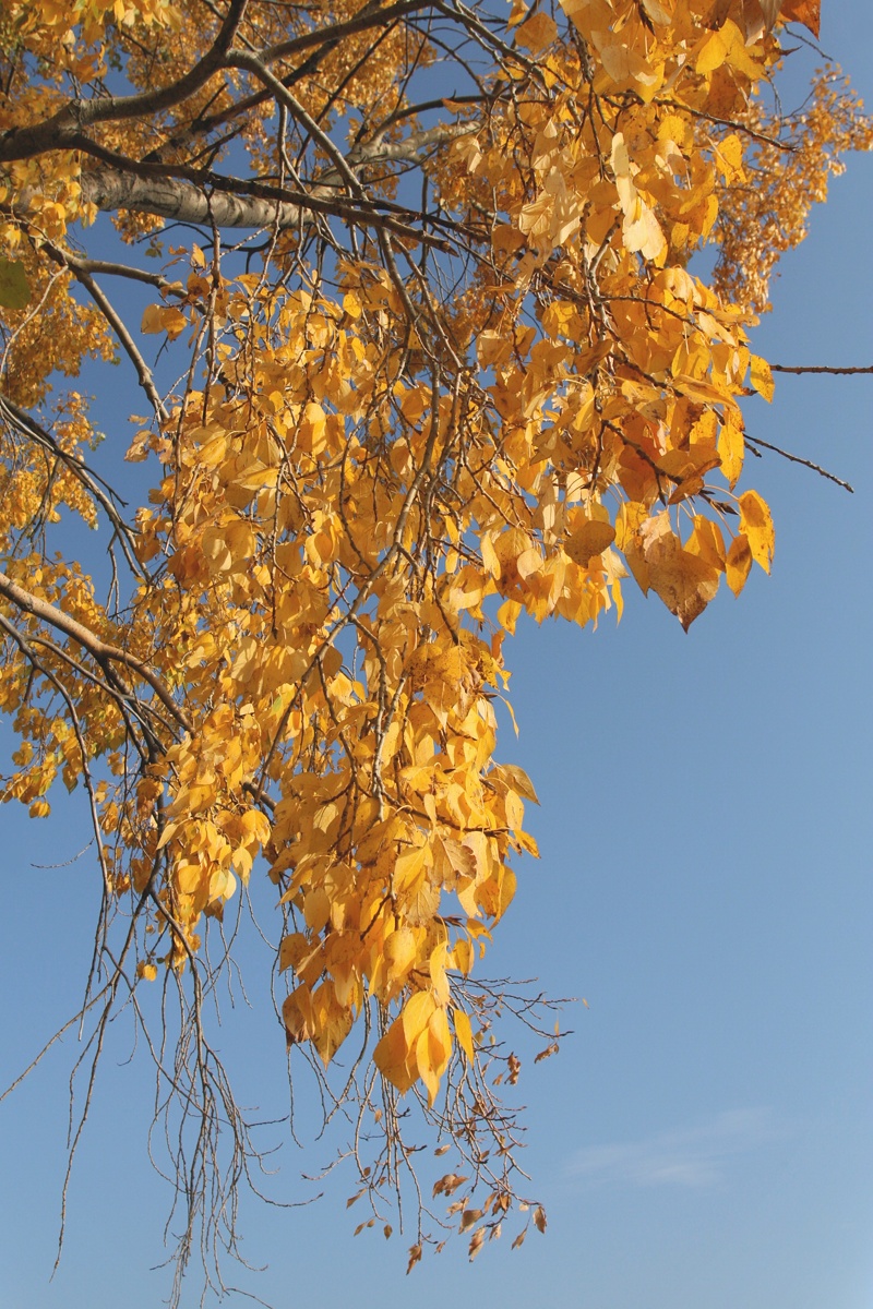 Image of Populus &times; sibirica specimen.