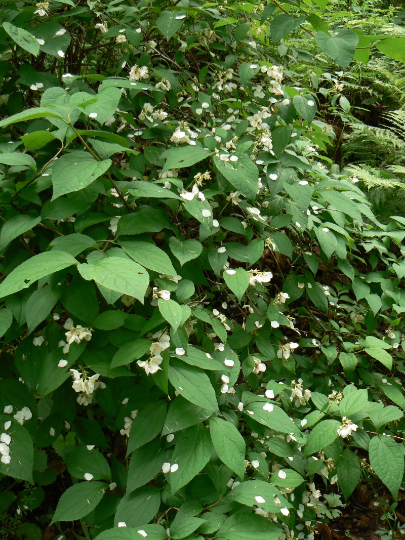 Изображение особи Philadelphus tenuifolius.