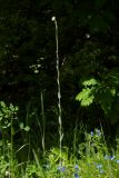 Turritis glabra. Цветущее растение (внизу справа цветёт Aegonychon purpureocaeruleum). Республика Адыгея, г. Майкоп, южная окраина, между р. Белая и северной оконечностью водораздельного хребта Нагиеж-Уашх, луговая низина. 16.05.2021.