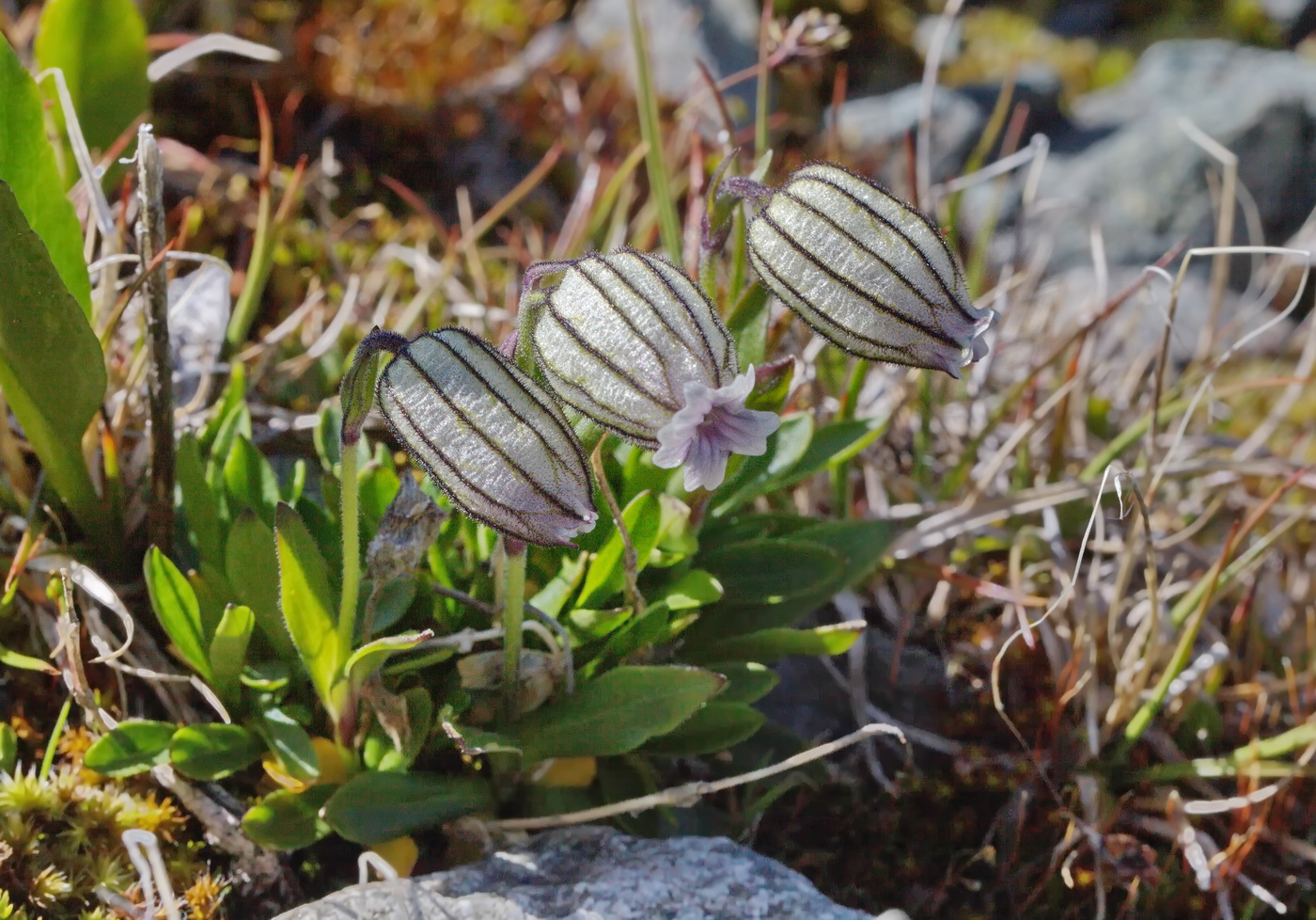 Image of Gastrolychnis uniflora specimen.